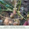 polyommatus damonides nusnus hostplant2